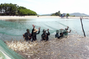 Tôm sú công nghiệp 14