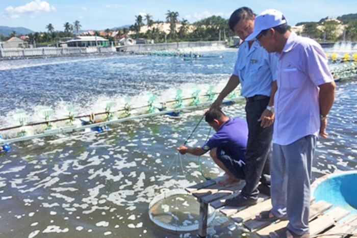 Tăng cường quản lý ao nuôi tôm những tháng cuối năm